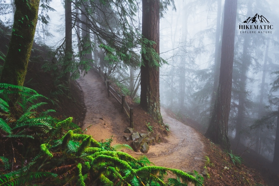 Wildwood Trail Switchback in Forest Park