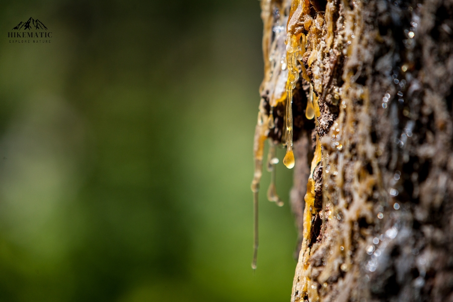 Get Tree Sap Out of Your Clothes