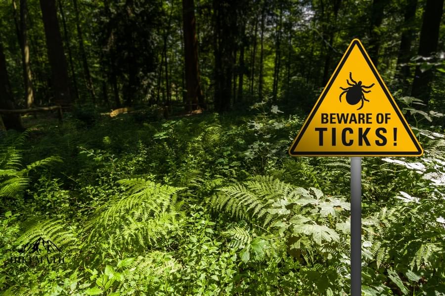 How to Avoid Ticks While Hiking